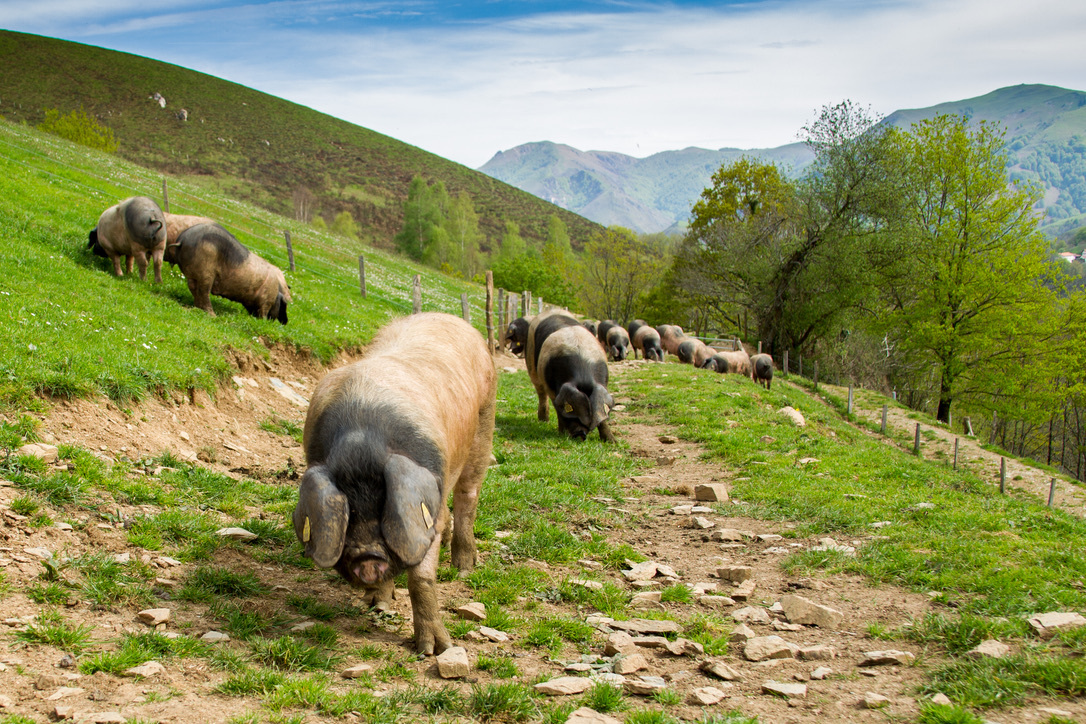 Cochon Oteiza Aldudes