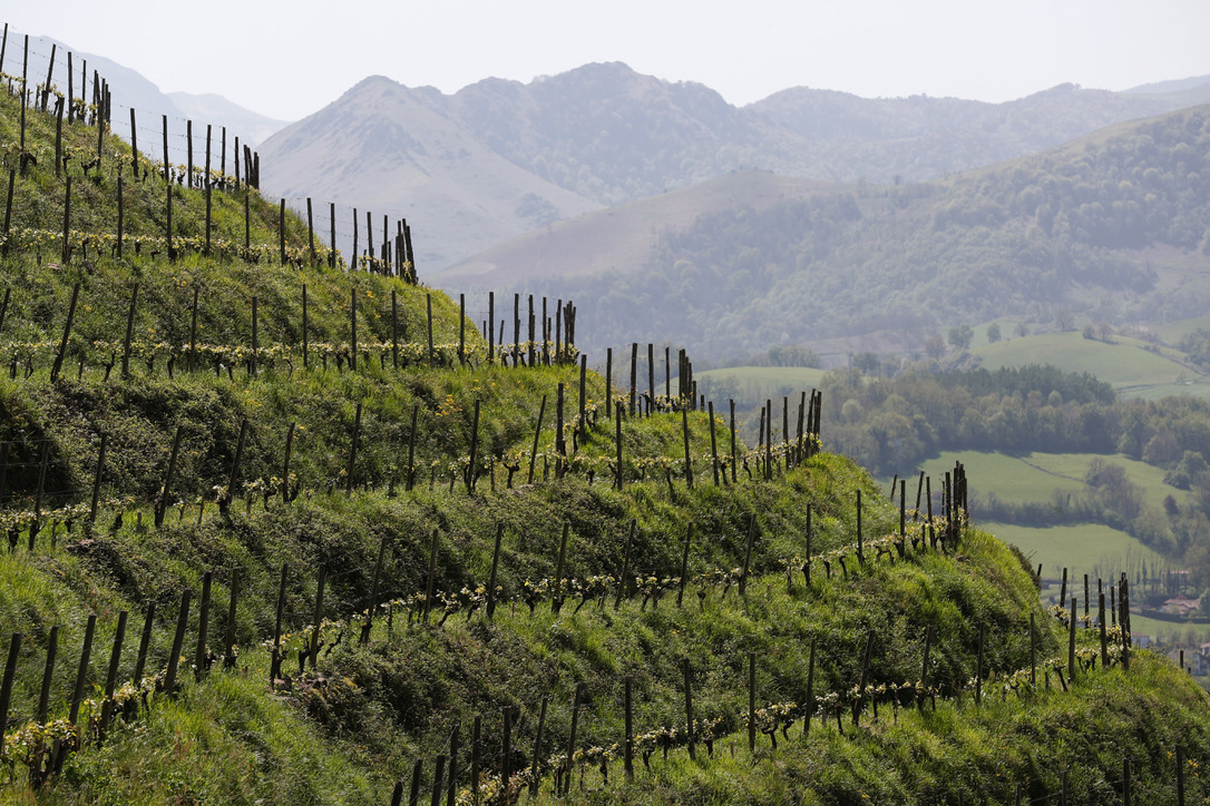 Vignes Domaine Brana Ispour